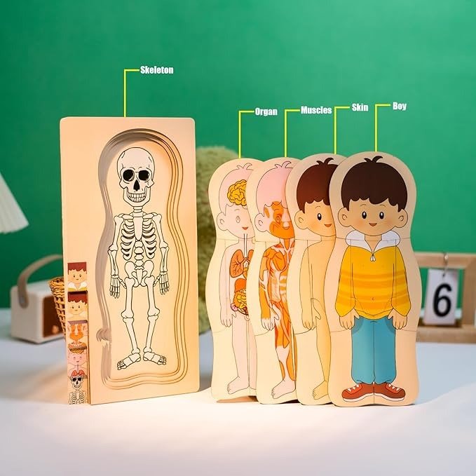 Multi-Layer Children’s Body Structure Puzzle Toys for Boys Girls Educational Kids Intelligence Toy Bright Colors and Cartoon Patterns - Image 3